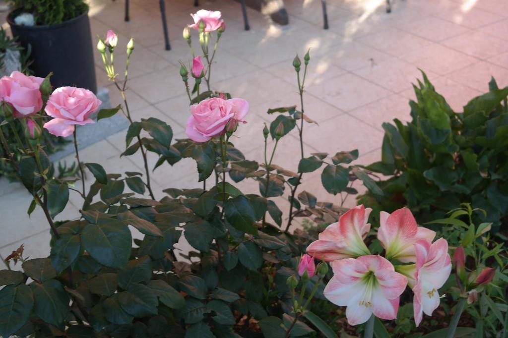Villa Nada Zadar Dış mekan fotoğraf